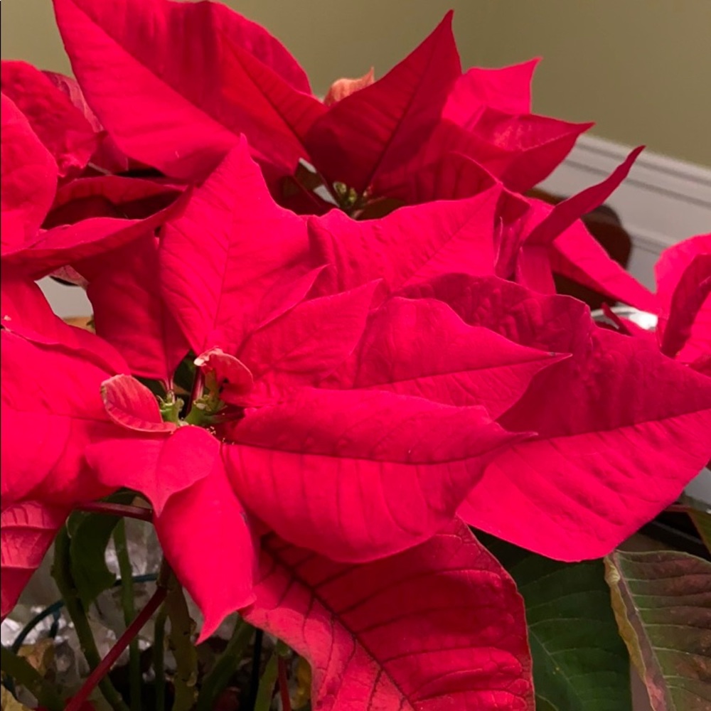 Meet your Posher, Kelley